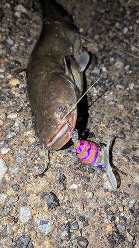 ナマズの釣果