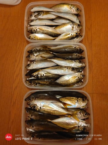 アジの釣果