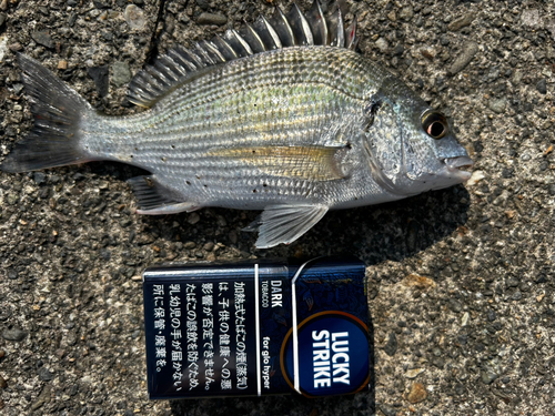 ヘダイの釣果