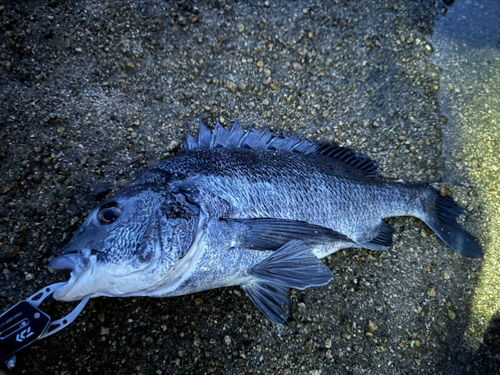 チヌの釣果