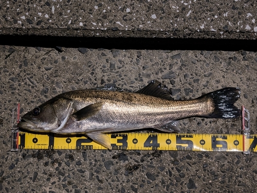 シーバスの釣果