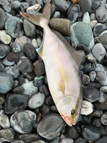 ショゴの釣果