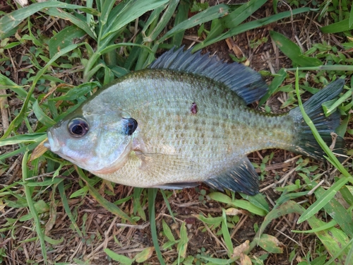 ブルーギルの釣果