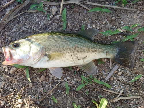 ブラックバスの釣果