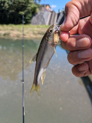 カワムツの釣果