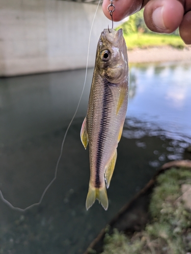 カワムツの釣果