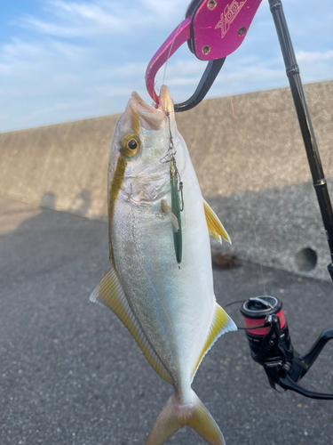 ショゴの釣果