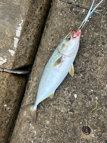 ツバスの釣果