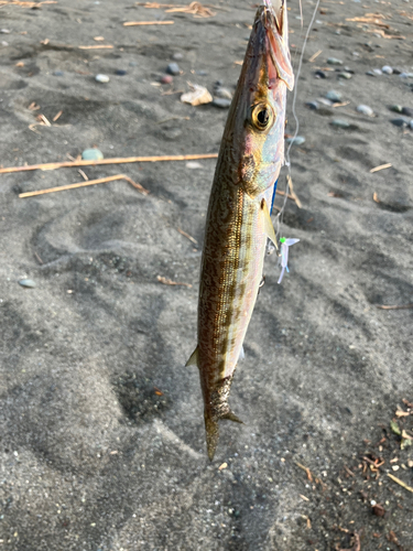 ヤマトカマスの釣果