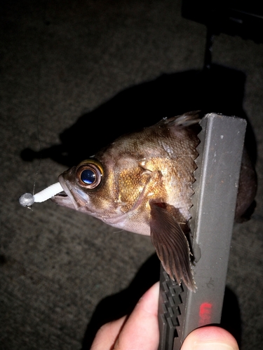 メバルの釣果