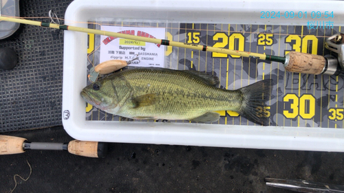 ブラックバスの釣果