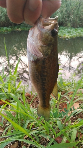 ラージマウスバスの釣果