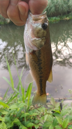 ラージマウスバスの釣果