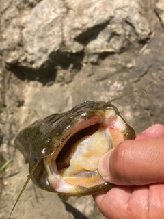 ナマズの釣果