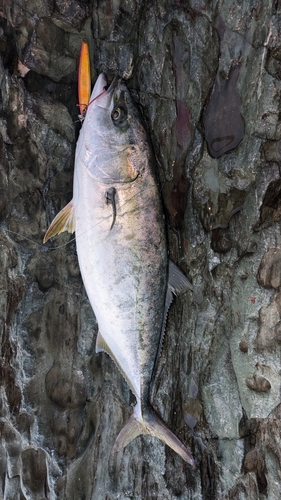 ヤズの釣果