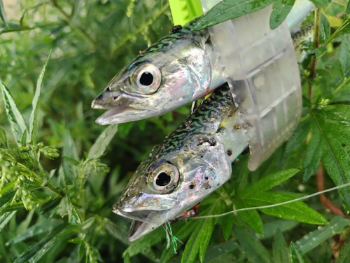 サバの釣果