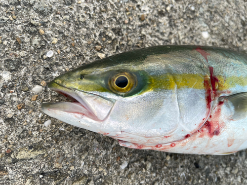 ツバスの釣果