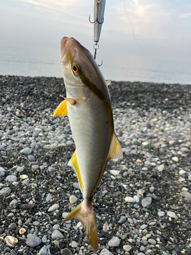 ショゴの釣果