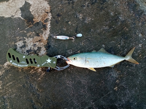 ツバスの釣果