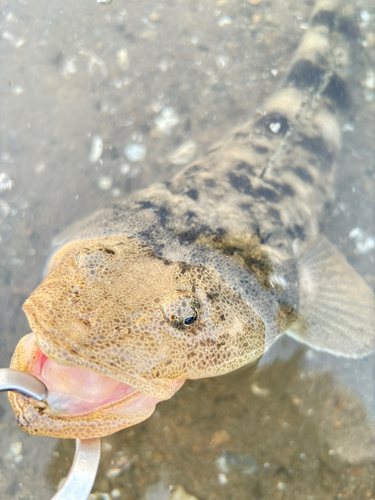 マゴチの釣果