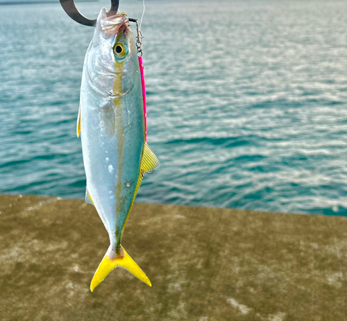 ワカナゴの釣果