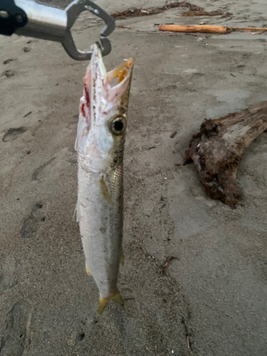 カマスの釣果