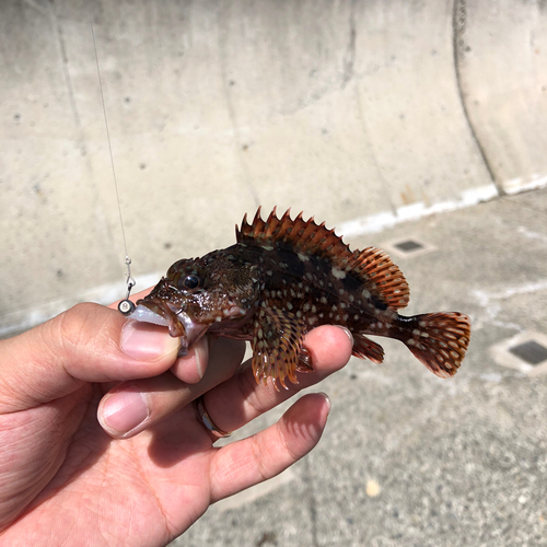 カサゴの釣果