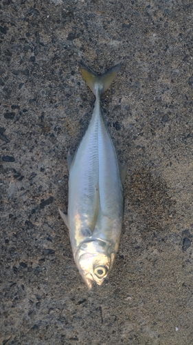 マアジの釣果