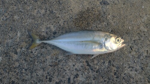 マアジの釣果