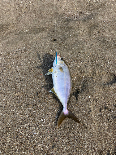 ショゴの釣果