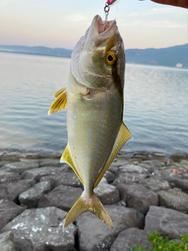 シオの釣果