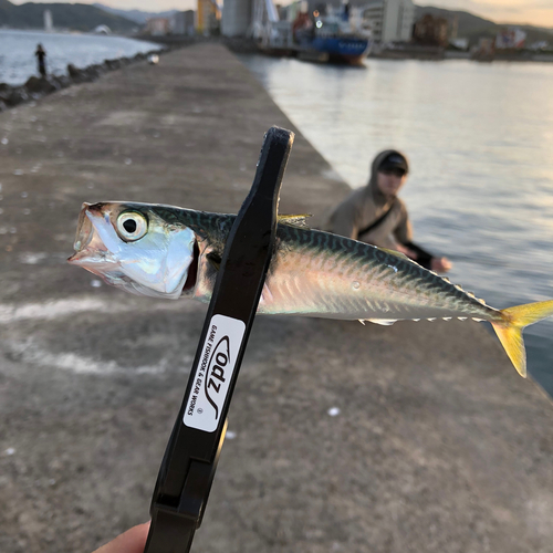 サバの釣果