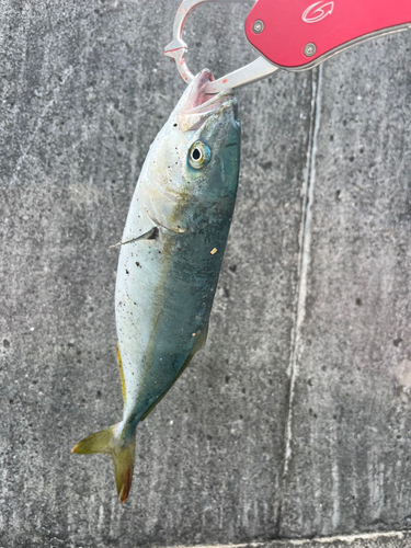 ワカシの釣果