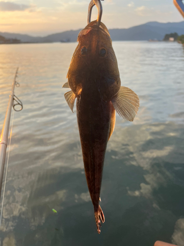 マゴチの釣果