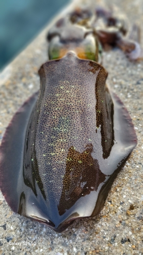 アオリイカの釣果