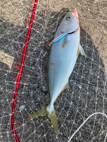 ツバスの釣果