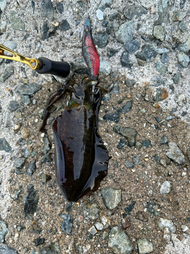 アオリイカの釣果