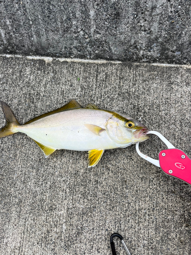 ショッコの釣果