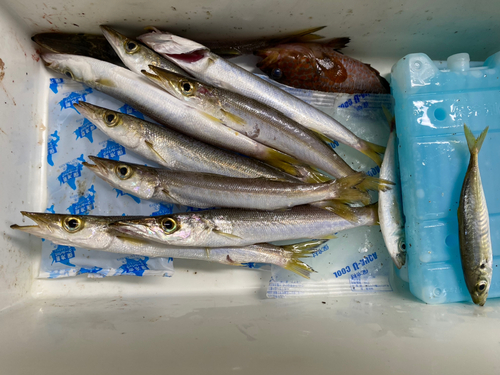 カマスの釣果