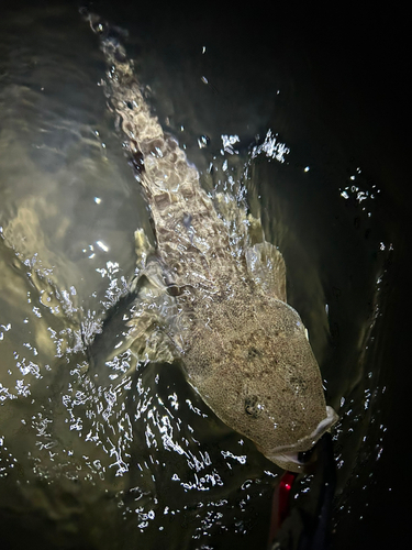 マゴチの釣果