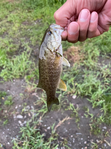 スモールマウスバスの釣果