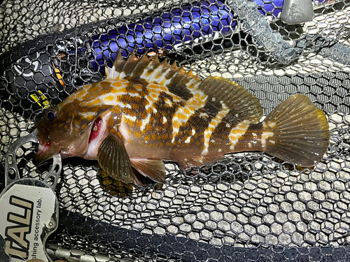 アコウの釣果