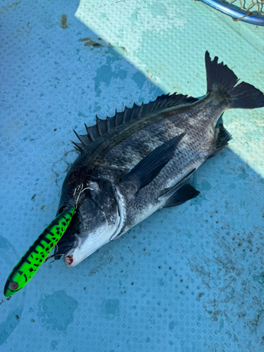 チヌの釣果