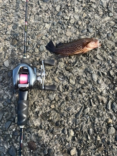 オオモンハタの釣果