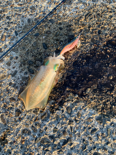 アオリイカの釣果