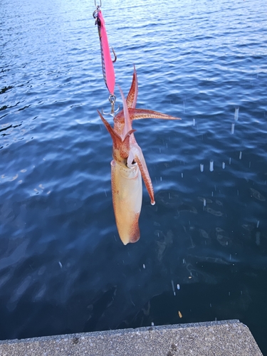 イカの釣果