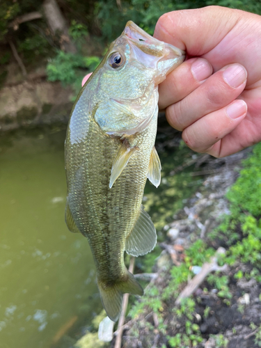 ラージマウスバスの釣果