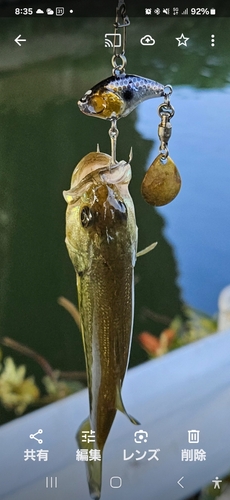 ブラックバスの釣果