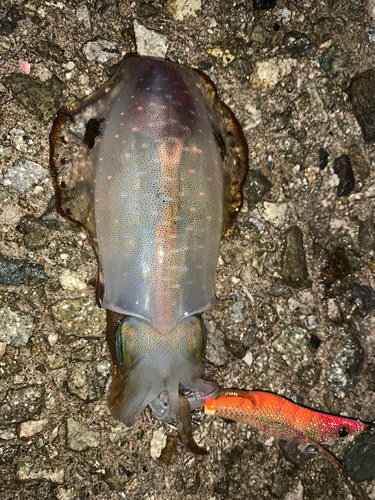 アオリイカの釣果