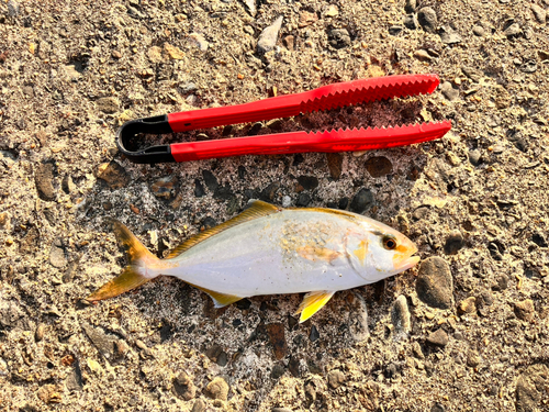 シオの釣果